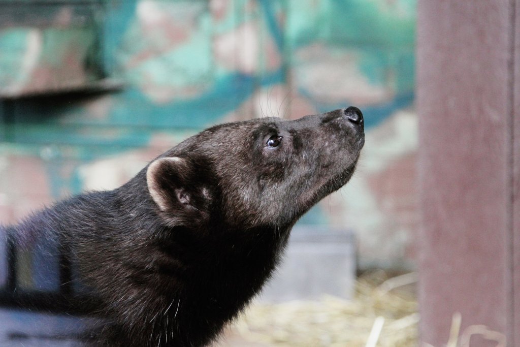 Новый День: В Екатеринбургском зоопарке появился зверь, которого побаиваются даже медведи (ФОТО)