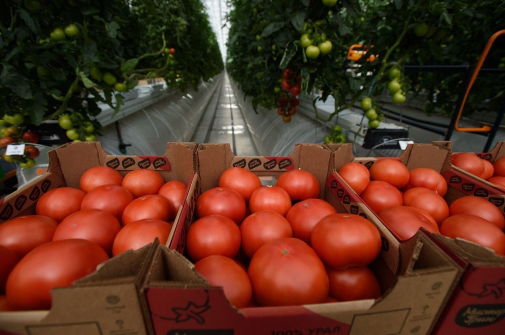 Новый День: Главе Минсельхоза России показали уральские помидоры, которые растут круглый год, и элитных коз (ФОТО)