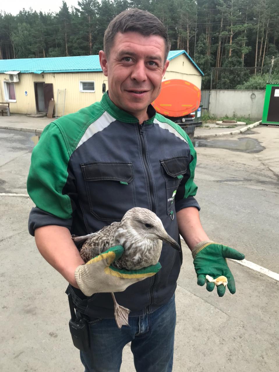 Новый День: На мусорном полигоне рабочие спасли раненую чайку