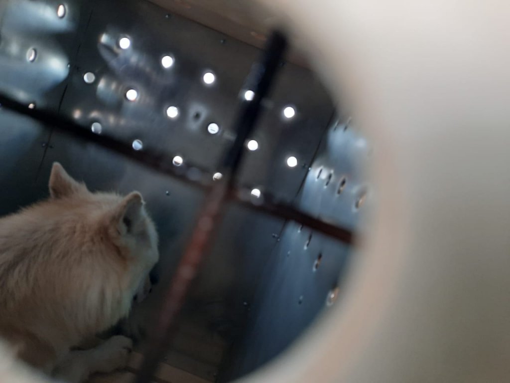 Новый День: В Екатеринбург привезли полярного волка (ФОТО)