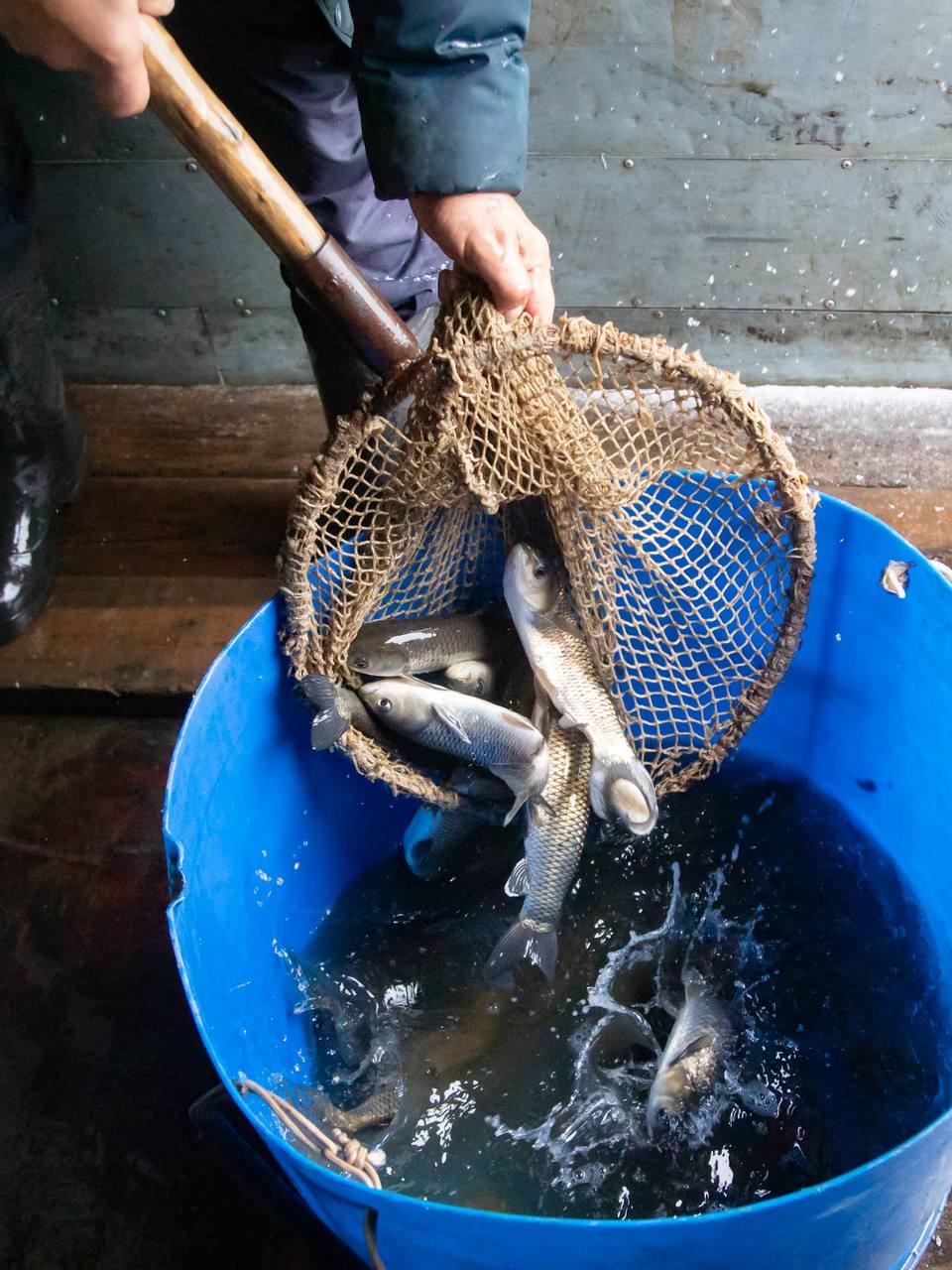 Новый День: В свердловские реки и озера запустили тысячу рыб-санитаров для очистки водоемов (ФОТО)