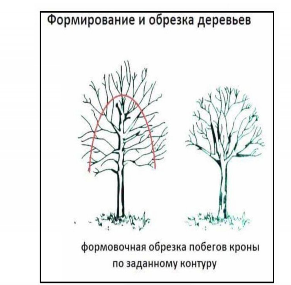 Новый День: В Екатеринбурге обрежут и вырубят деревья на гостевом маршруте Универсиады