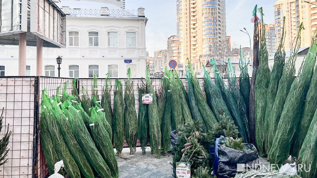 Новый День: На улицах Екатеринбурга открываются елочные базары (ФОТО)