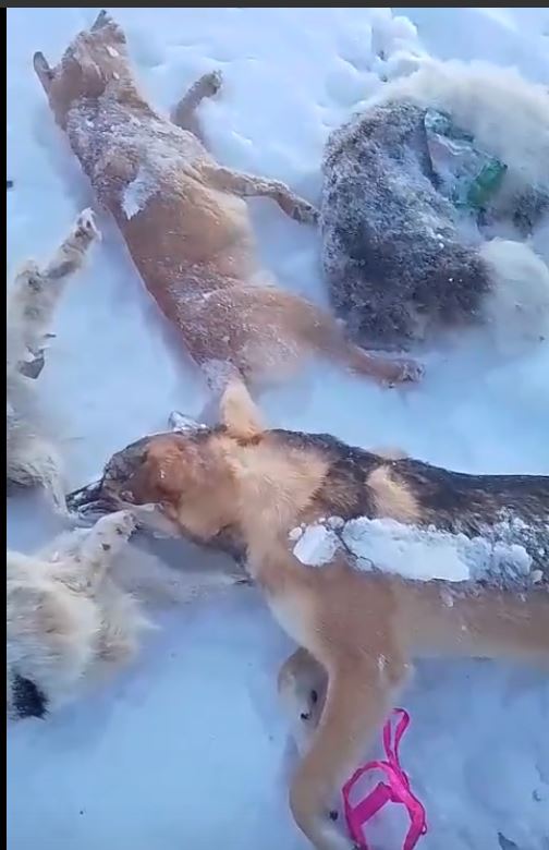 Новый День: Массовым убийством собак в посёлке Панаевск занялась полиция