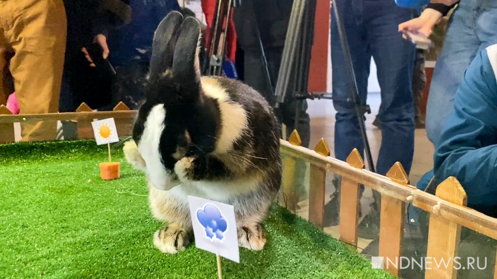 Новый День: Кролик Вождь предсказал погоду на весну (ФОТО, ВИДЕО)