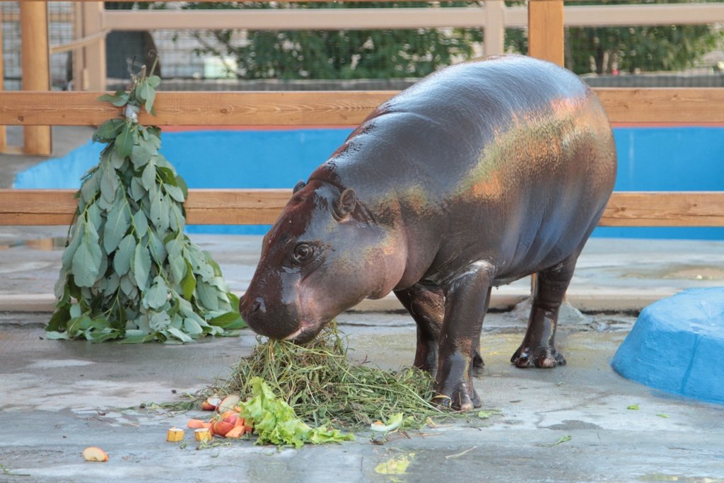 Новый День: Бегемот Ева из екатеринбургского зоопарка отмечает праздник (ФОТО)