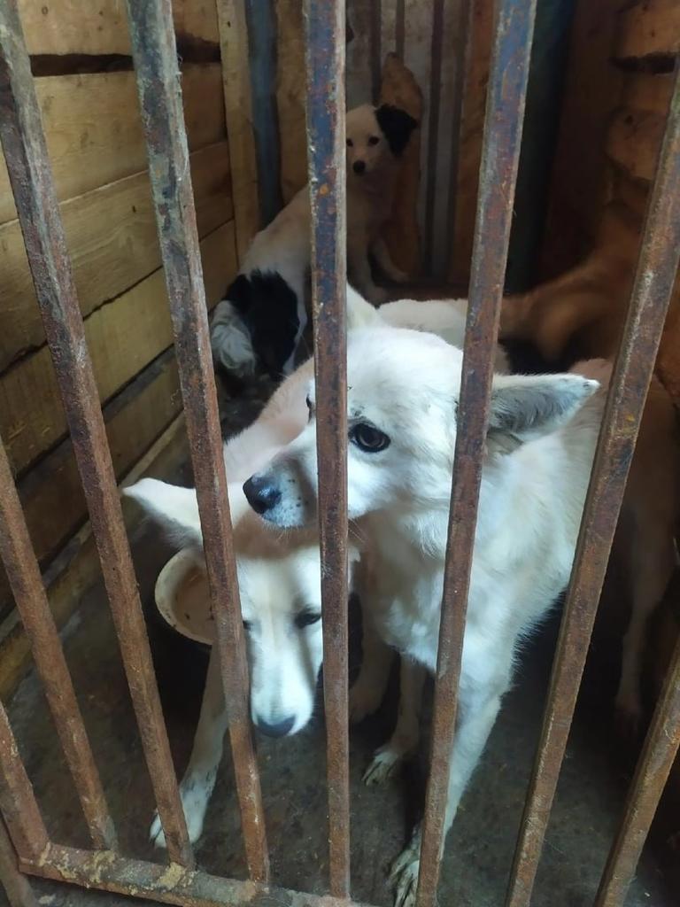 Новый День: Пермские зоозащитники обвиняют свердловский ПКС в том, что животные содержатся в ужасных условиях (ФОТО)