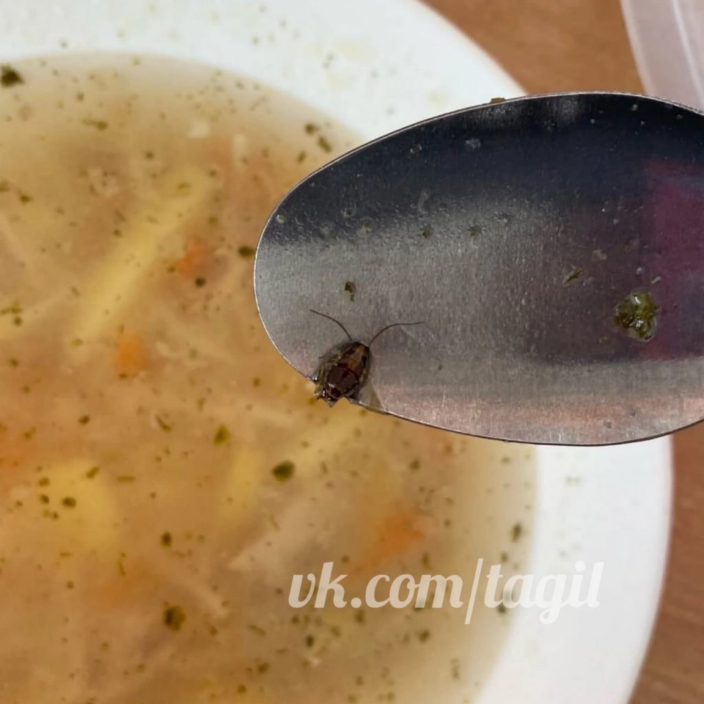 Новый День: Прокуратура проверит школу, где в супе нашли таракана (ФОТО)