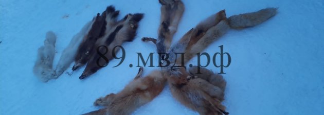Новый День: Шкуры росомахи, лисицы, соболя, песца нашли у ямальского браконьера