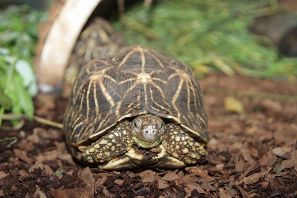 Новый День: В зоопарке отмечают День черепахи (ФОТО)