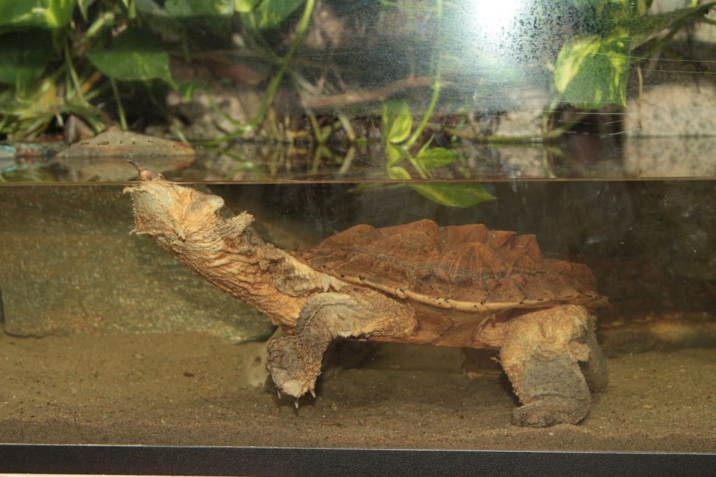 Новый День: В зоопарке отмечают День черепахи (ФОТО)