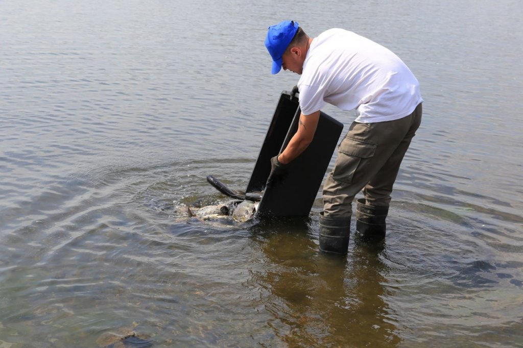 Новый День: ЕВРАЗ НТМК провел экологическую акцию по зарыблению Нижнетагильского пруда (ФОТО)