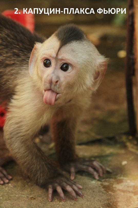 Новый День: В зоопарке выбирают первого красавца (ФОТО)