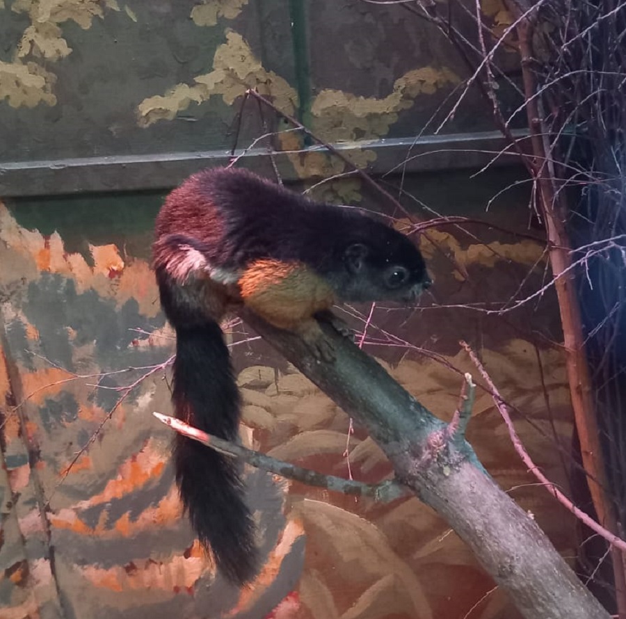 Новый День: Японский макак, самка желтого мангуста и белки Превоста: в Екатеринбургском зоопарке появились новые жильцы (ФОТО)