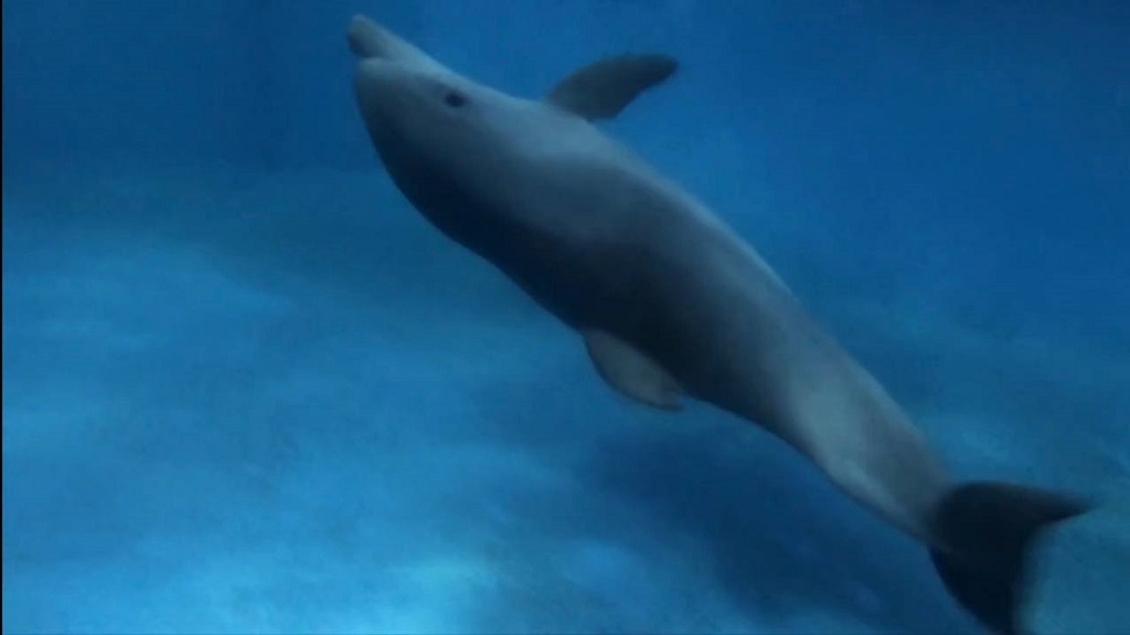 Новый День: В Екатеринбургском океанариуме родился дельфиненок