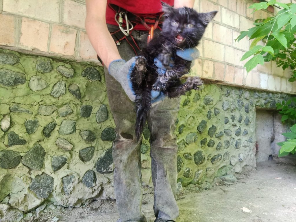Новый День: Зооспасатель вызволил из подземелья котенка (ФОТО)