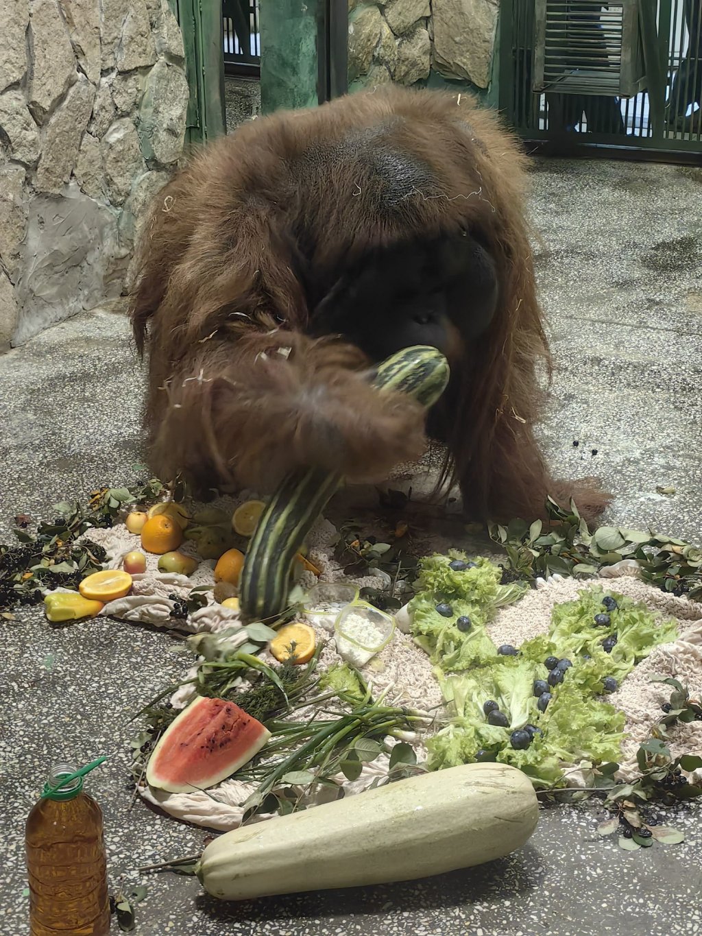 В зоопарке орангутанг Захар отмечает день рождения