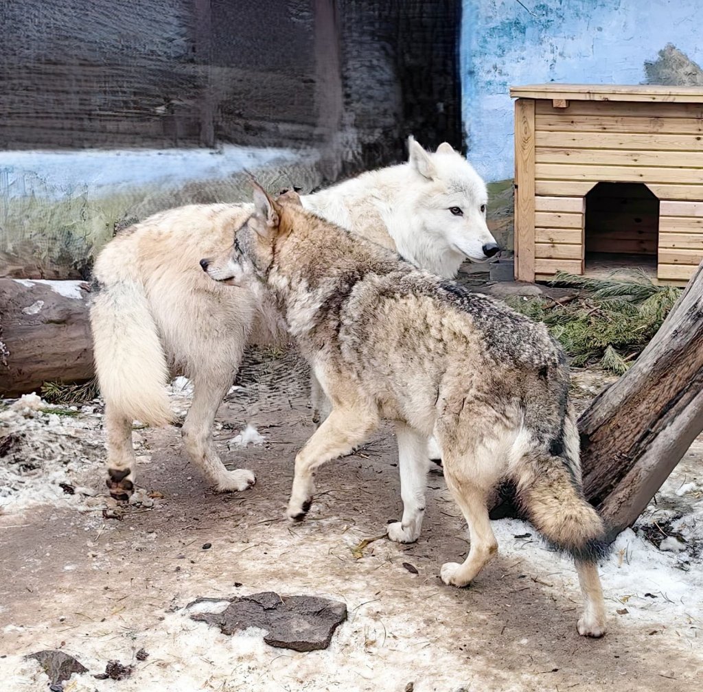 Новый День: Байбаки залегли в спячку, медведи пока бродят