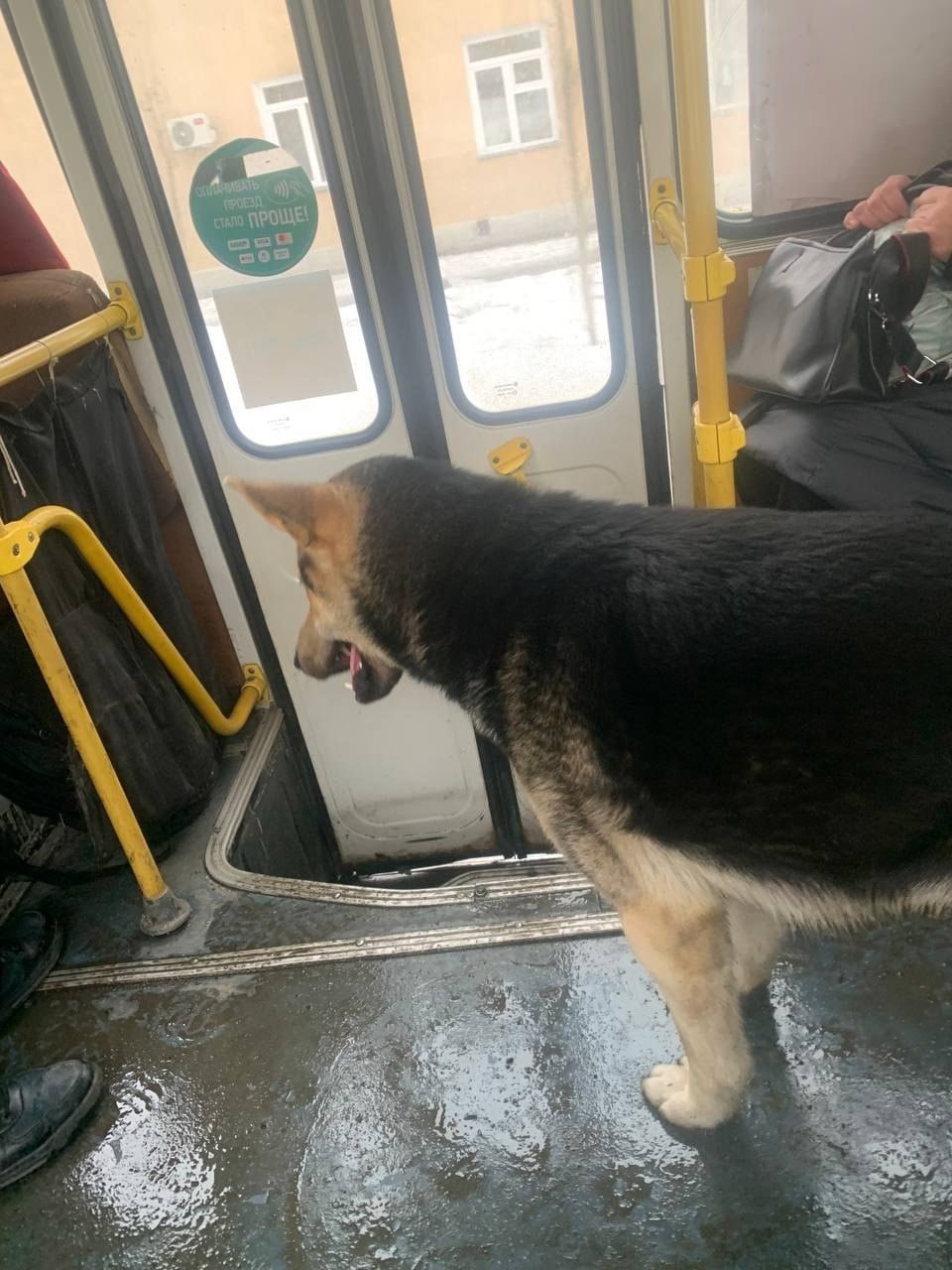 По Кургану ездит собака на автобусе