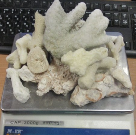 У жительницы Кургана изъяли 124 коралла, привезенных из отпуска (ФОТО)