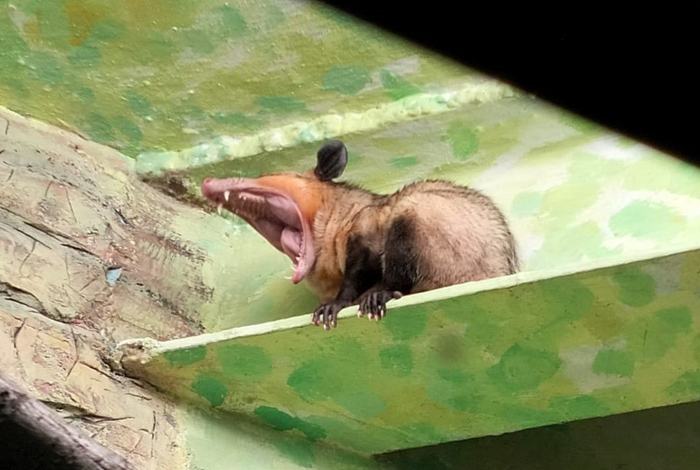 В зоопарке поселилась парочка мемных животных (ФОТО)