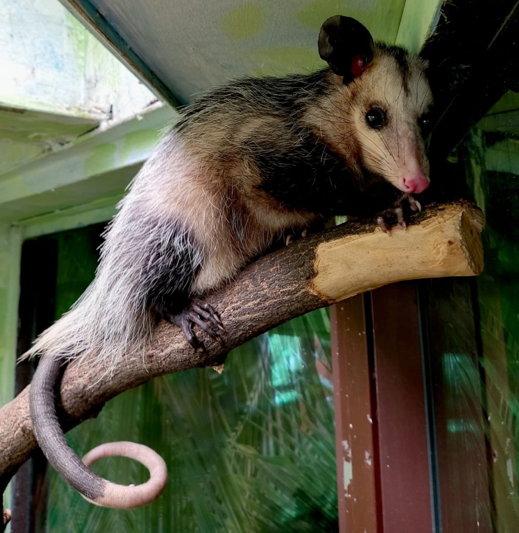 В зоопарке поселилась парочка мемных животных (ФОТО)