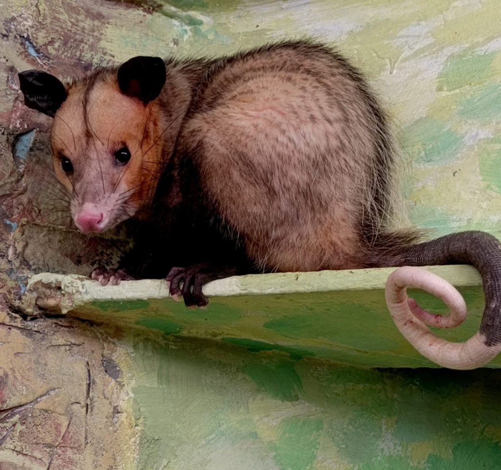 В зоопарке поселилась парочка мемных животных (ФОТО)
