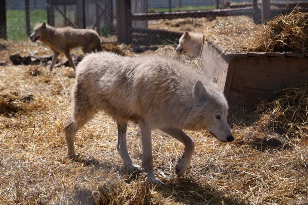 Полпред Жога пообщался с волками и медвежатами (ФОТО)