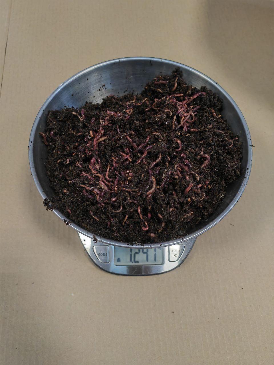Уральцы отправили в ОАЭ 400 кг дождевых червей