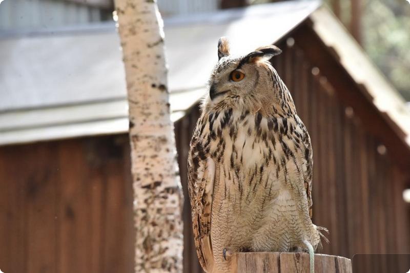 Редких птенцов филина выпустят в природном парке «Бажовские места» (ФОТО)