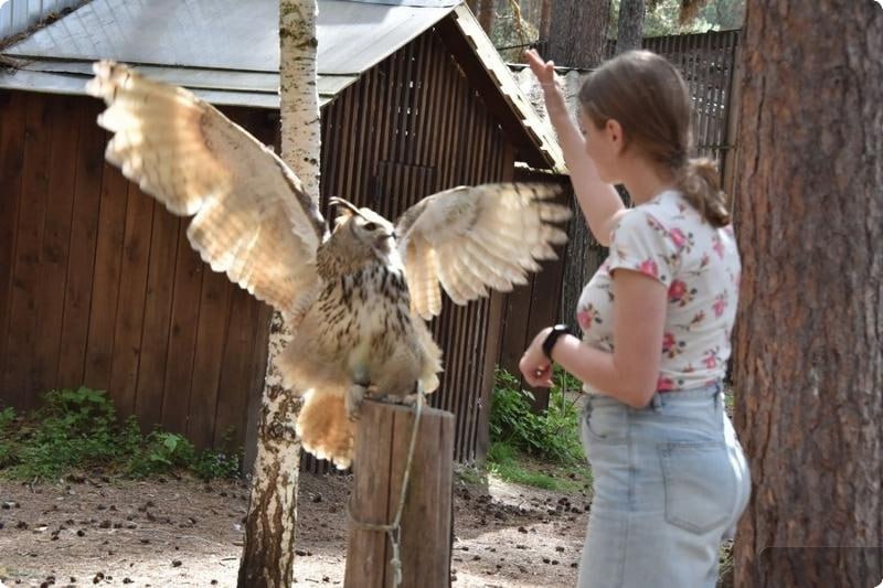Редких птенцов филина выпустят в природном парке «Бажовские места» (ФОТО)