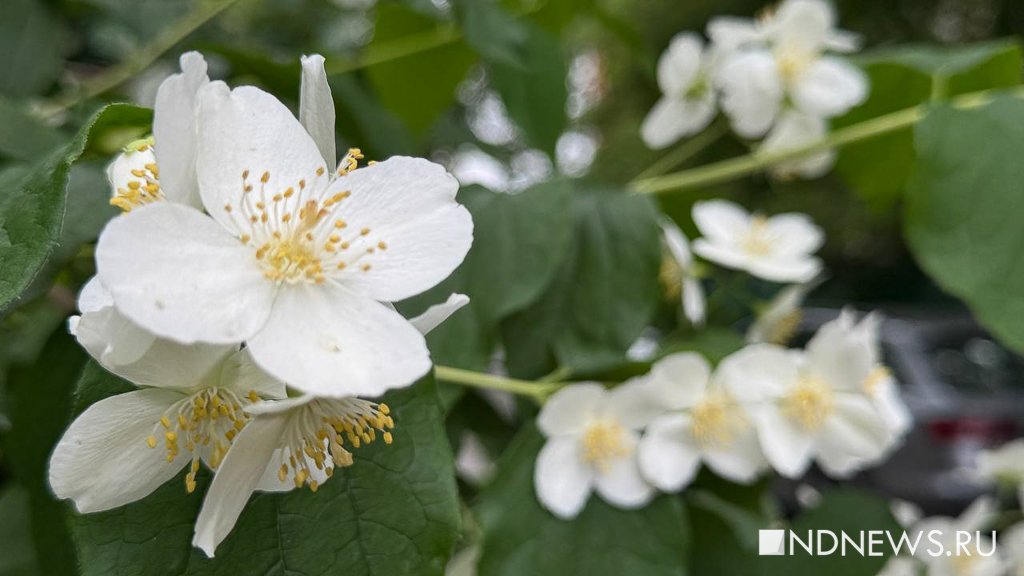 На Урале зацвел двойник жасмина