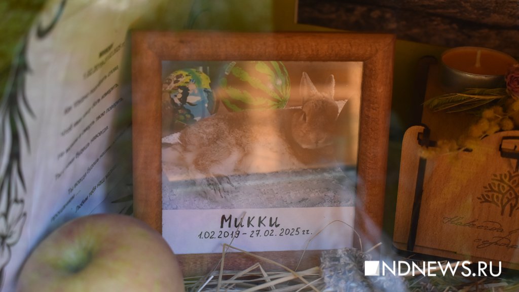 На радуге. Как в Екатеринбурге хоронят домашних питомцев (ФОТО, ВИДЕО)