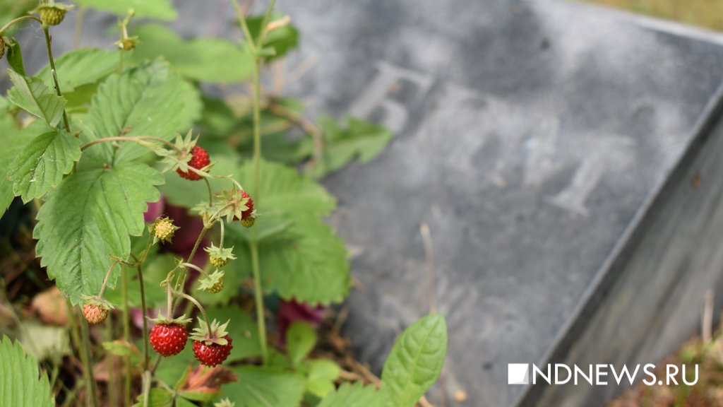 На радуге. Как в Екатеринбурге хоронят домашних питомцев (ФОТО, ВИДЕО)