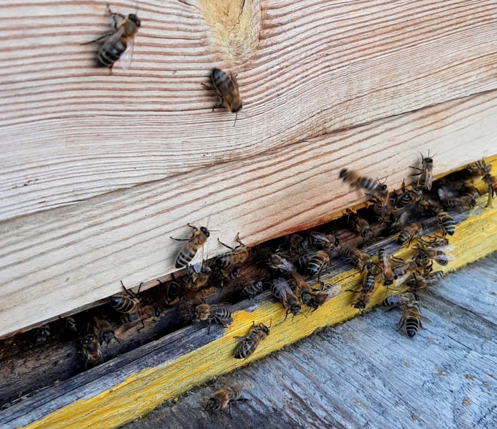 130 миллионов медоносных пчел привезли на Урал