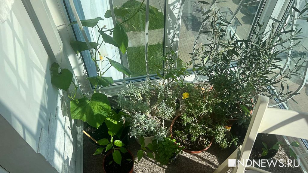 Городской оазис: как озеленить свой балкон