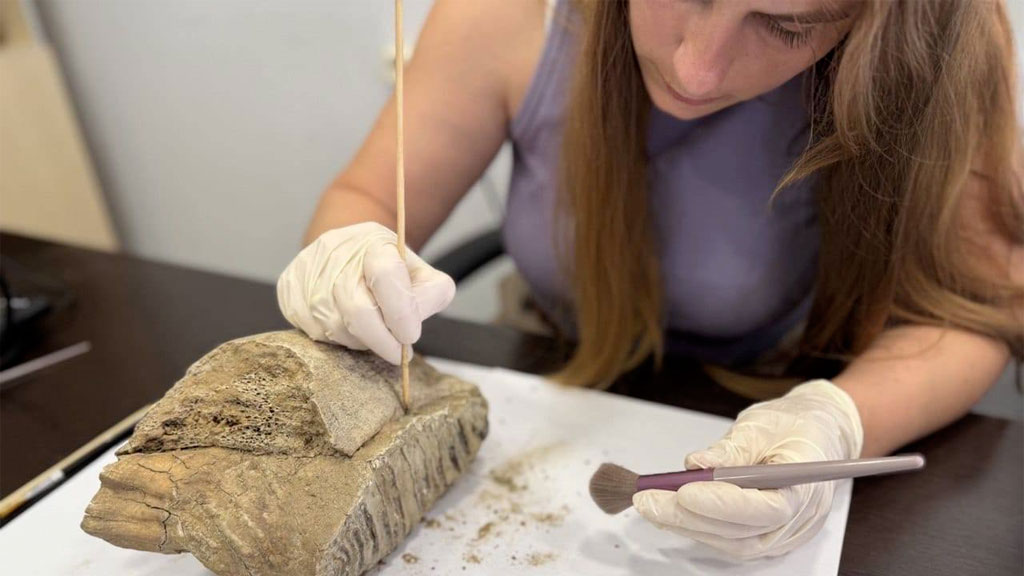 Зуб мамонта нашли в центре Нижнего Новгорода