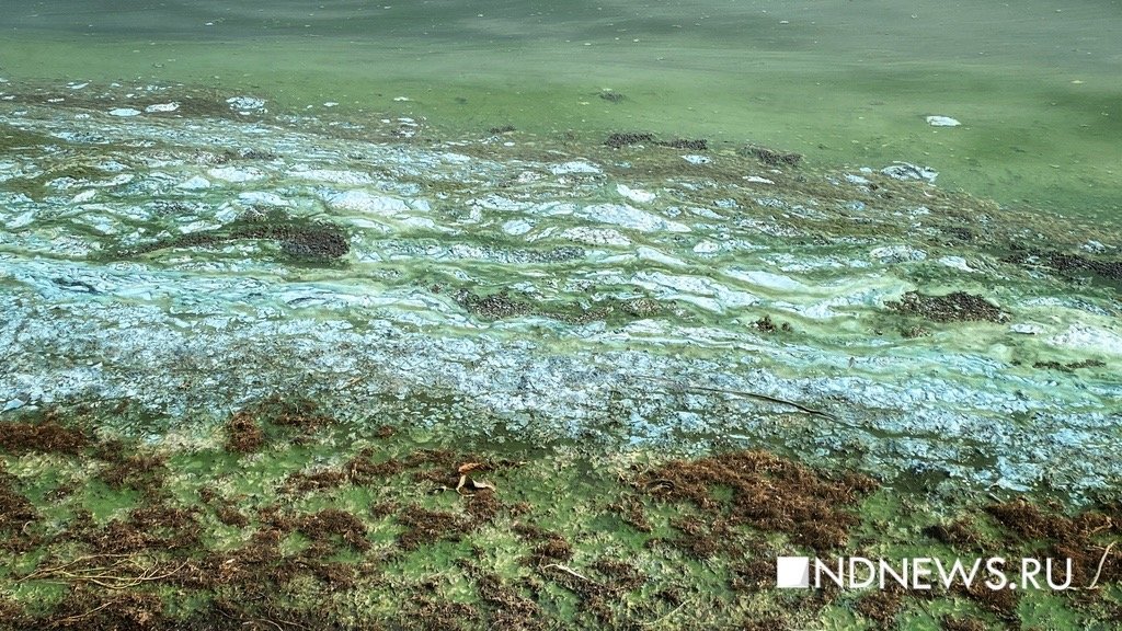 Шарташ позеленел (ФОТО)