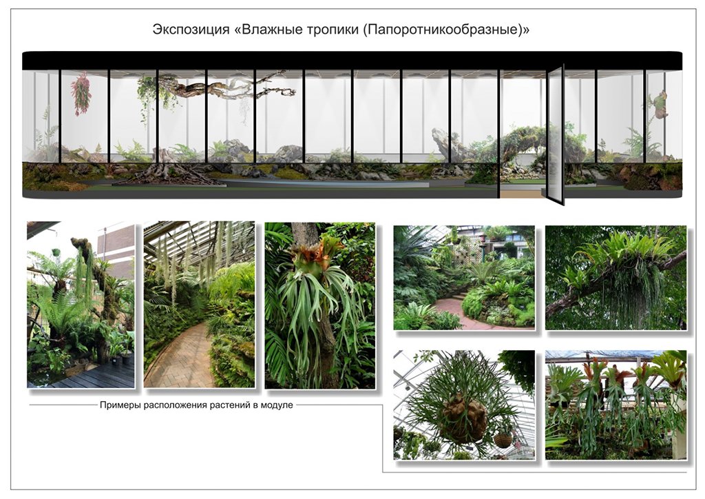 Орхидеи, суккуленты, папоротники: сотрудники ботсада ЧелГУ рассказали о зеленом атриуме, который появится в кампусе