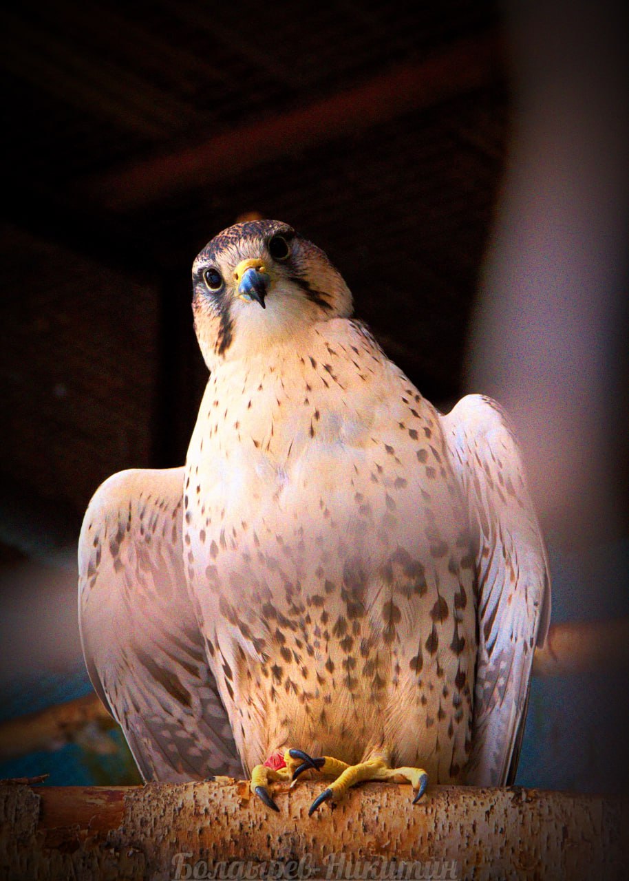 Охотничьи соколы отправились к новому хозяину в ОАЭ через Уральскую таможню