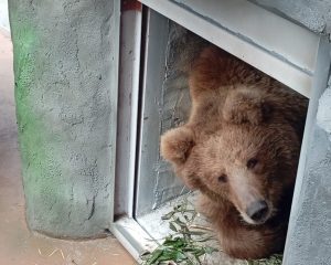 Рейсом Алматы – Екатеринбург на Урал прилетели два медведя (ФОТО)