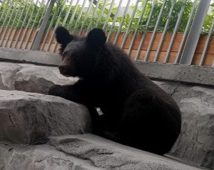 Рейсом Алматы – Екатеринбург на Урал прилетели два медведя (ФОТО)