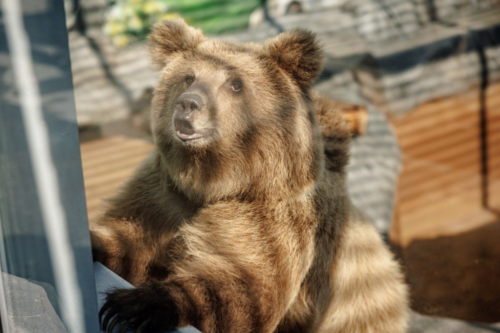 Алексей Орлов поздравил с новосельем бурых медведей (ФОТО)