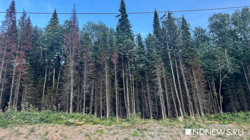 Уничтожитель пихты подобрался к Екатеринбургу (ФОТО)
