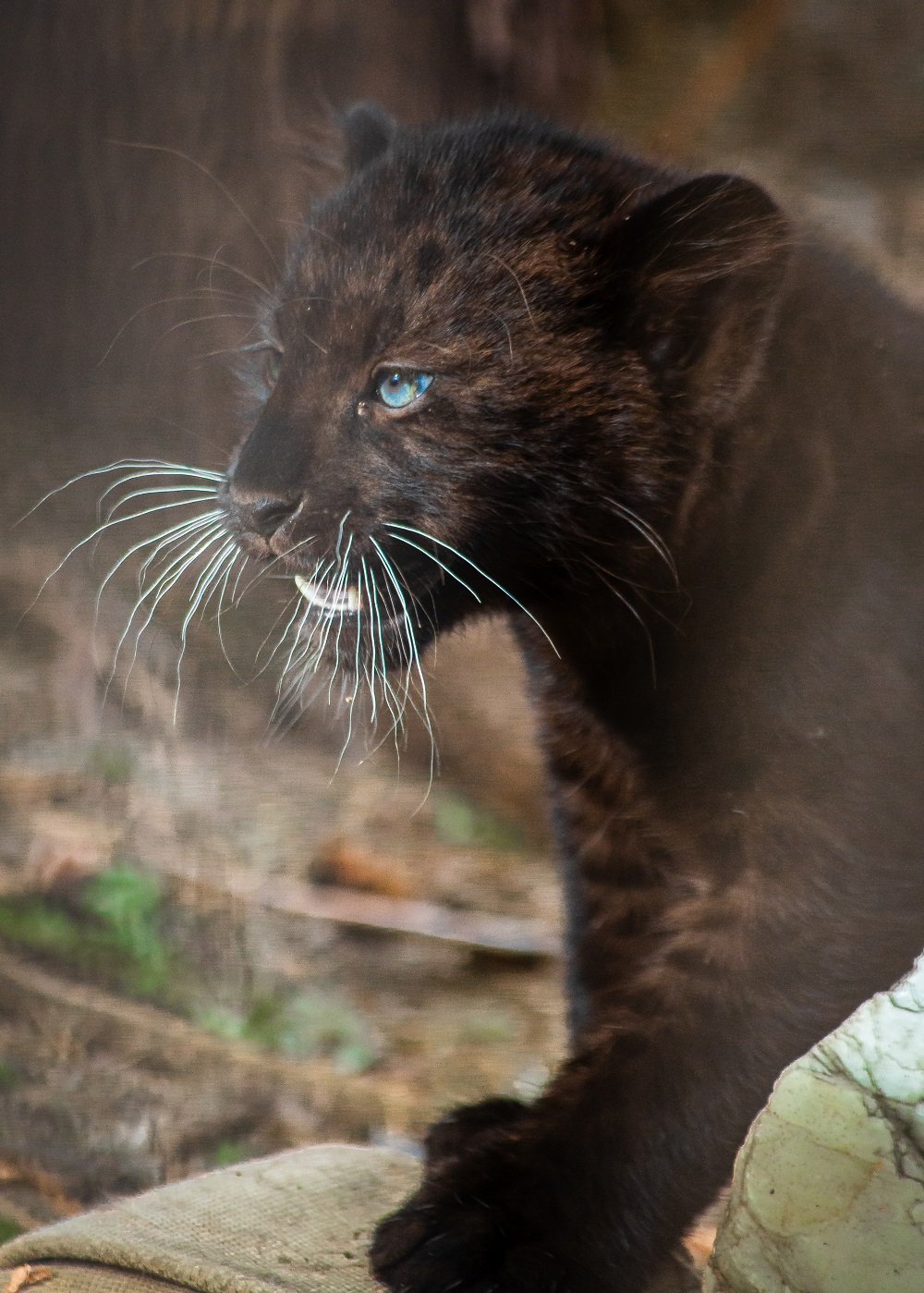 В Екатеринбурге родилась черная пантера (ФОТО)