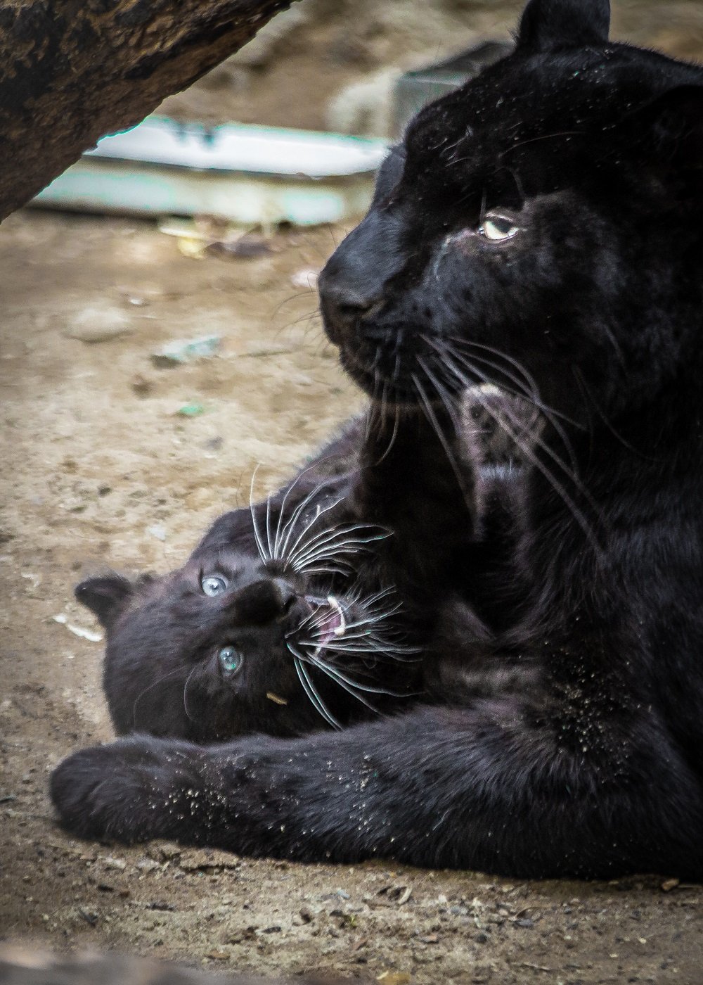 В Екатеринбурге родилась черная пантера (ФОТО)