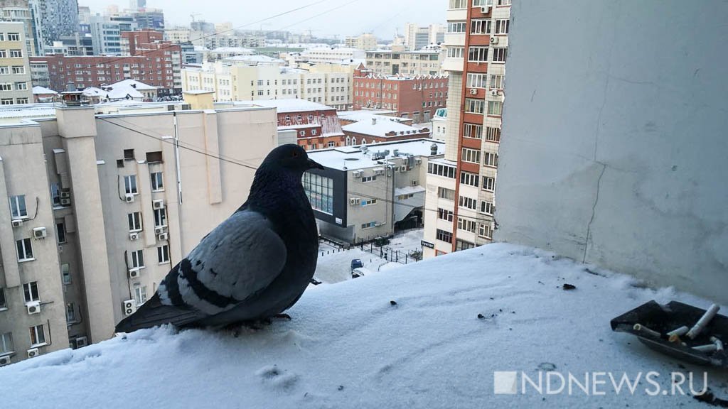 «Помоечная морфа», – орнитолог объяснила, почему в Екатеринбурге расплодились черные голуби