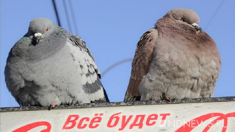 «Помоечная морфа», – орнитолог объяснила, почему в Екатеринбурге расплодились черные голуби