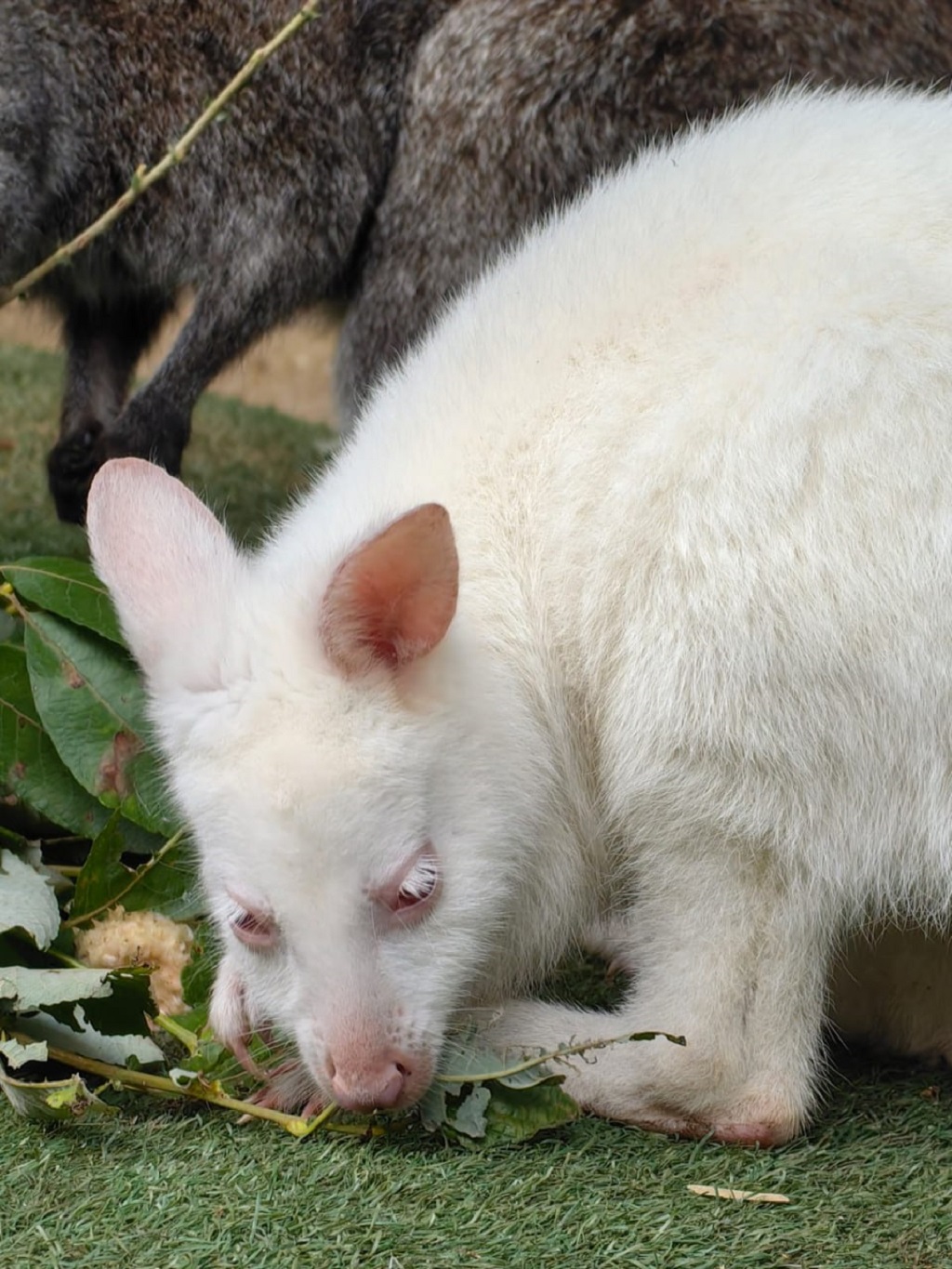 В Екатеринбургском зоопарке поселился валлаби-альбинос