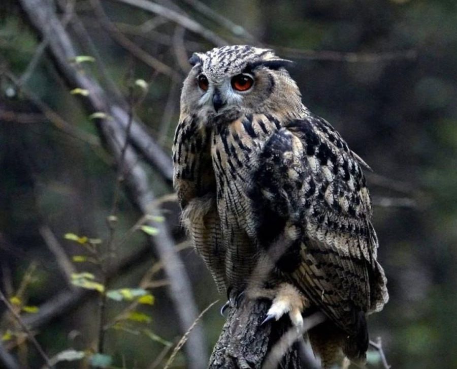 Краснокнижных филинов выпустили в леса Среднего Урала (ФОТО)